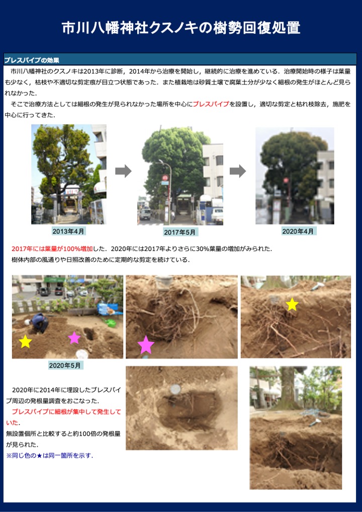 市川八幡神社クスノキの樹勢回復処置